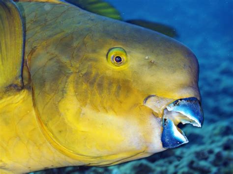 Effective Ways to Care for Parrot Fish Teeth for Better Nutrition in .